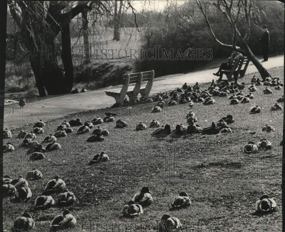1964, Ducks relaxing in Juneau Park - mjc28662 - Historic Images