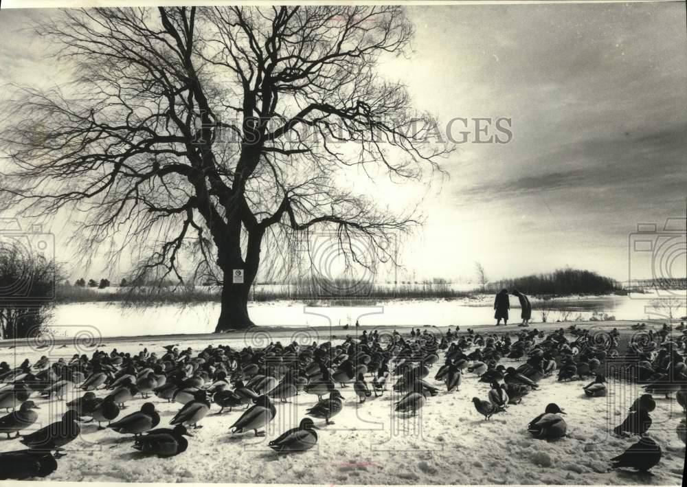 1990 Press Photo Flock of ducks at Juneau Park along Milwaukee lakefront - Historic Images