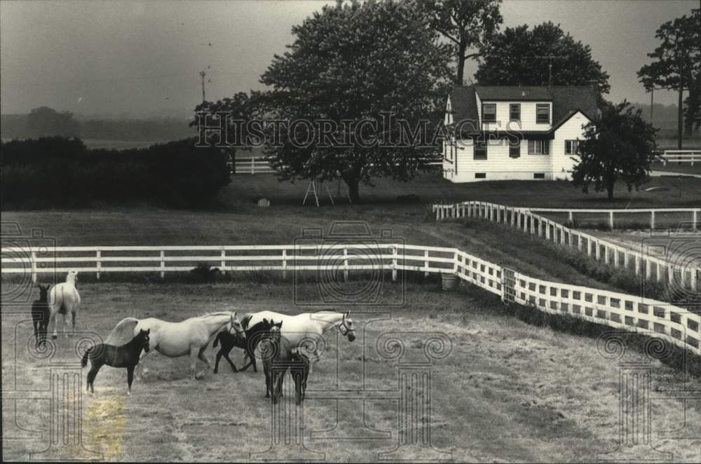 1990 Press Photo Lippizan horses at Tempel Farms, Wadsworth, Illinois - Historic Images