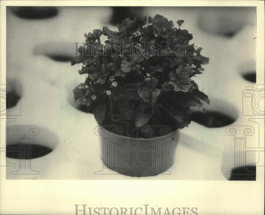 1985 Press Photo Lobelia plant - mjc29045 - Historic Images