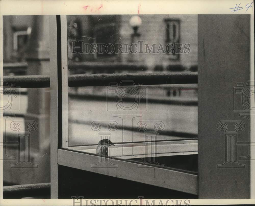 1984 Press Photo Hermit thrush trapped in phone booth in Theresa, Wisconsin - Historic Images