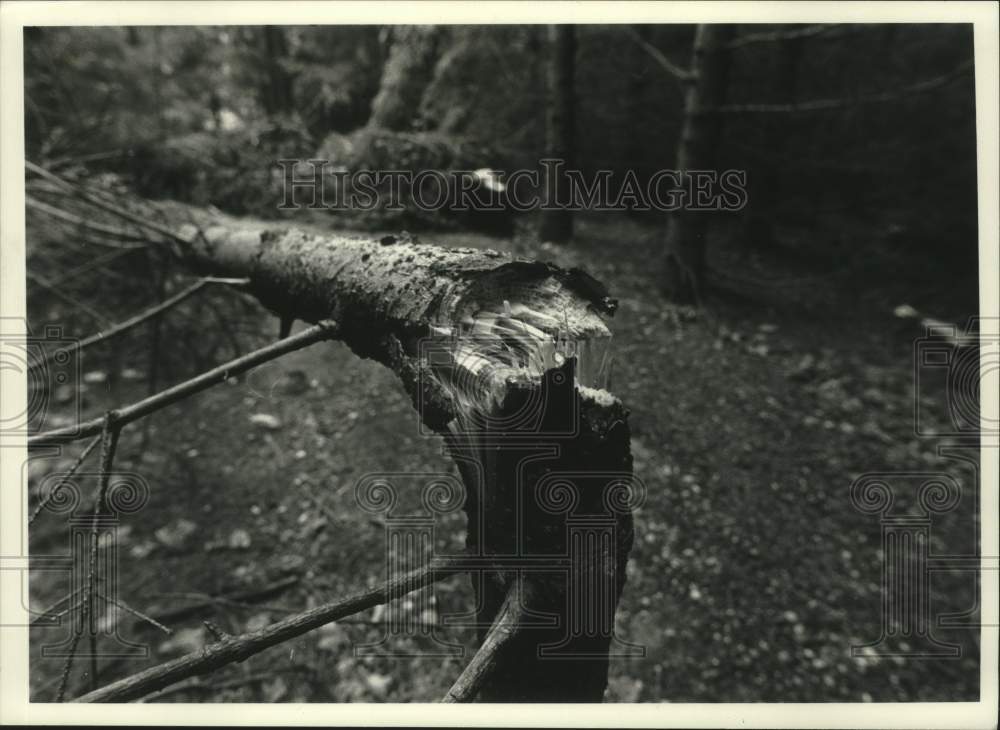 1990 Press Photo Tree trunk snapped from storm, Wisconsin - mjc29131 - Historic Images