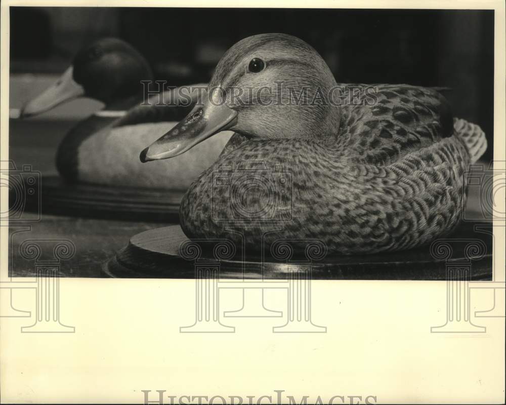 1984 Press Photo A mallard drake and hen finished by taxidermist Jim Sweeting. - Historic Images