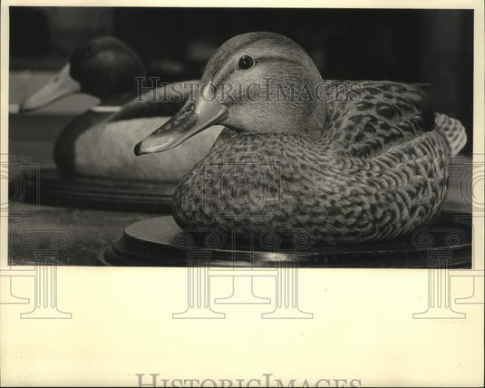1984 Press Photo A mallard drake and hen finished by taxidermist Jim Sweeting. - Historic Images