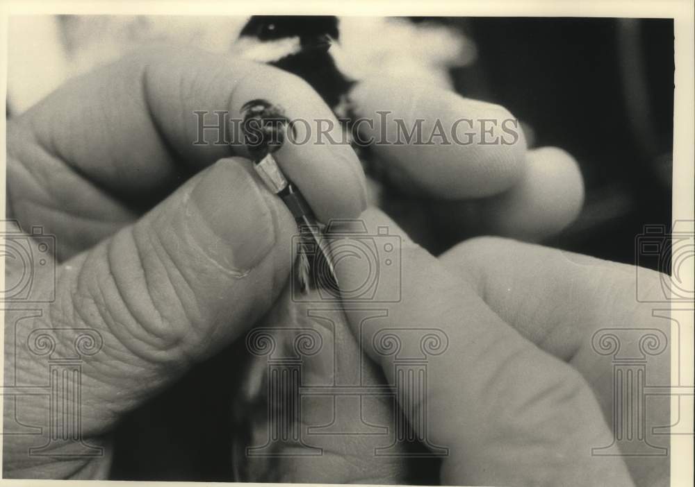 1989 Press Photo Charles Weise fits colored band on chickadee leg Milwaukee - Historic Images