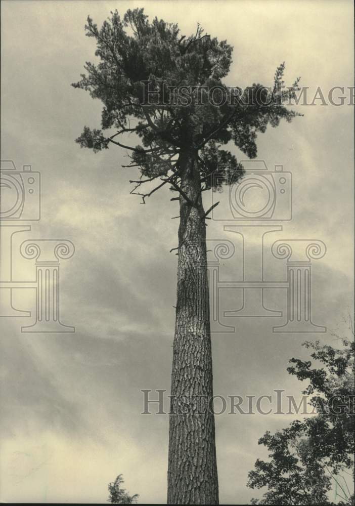 1985 Press Photo 300 year old pine tree in Winter, Wisconsin - mjc29678 - Historic Images
