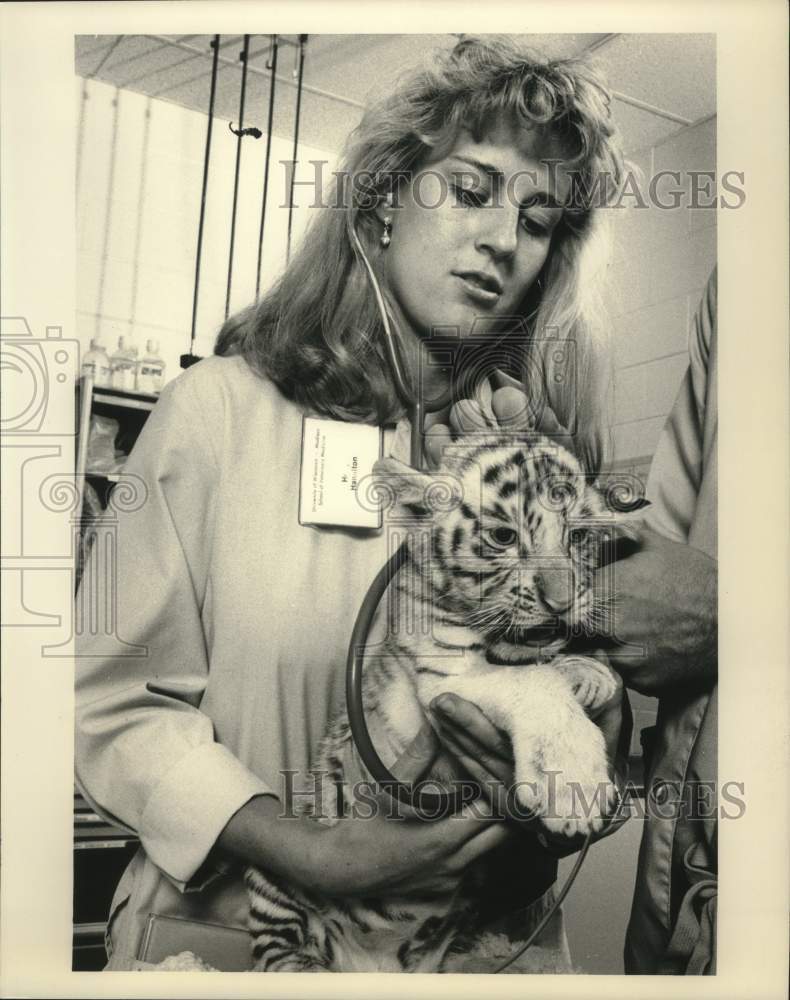 1988 Press Photo Student Holly Hamilton treats Bengal tiger cub, UW, Madison - Historic Images
