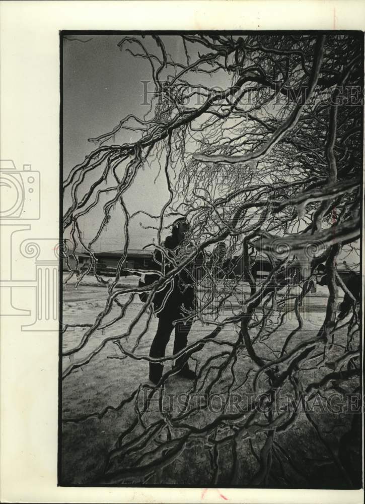 1976 Press Photo Donna Knoll and ice on tree limbs, Menomonee Falls. - mjc29956 - Historic Images