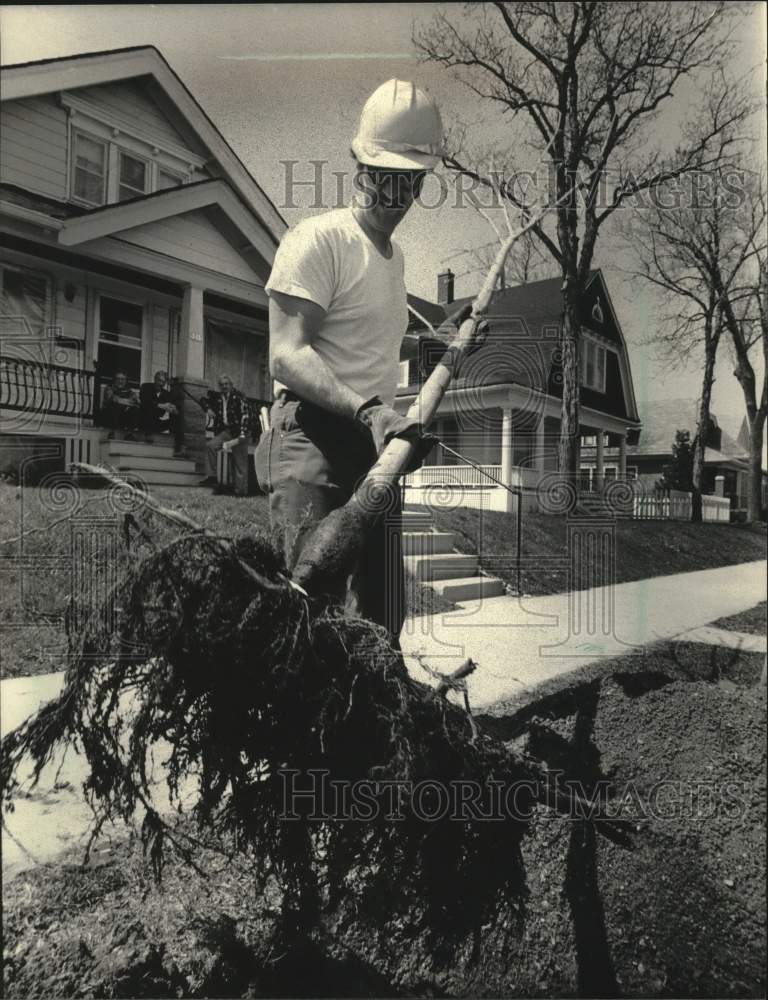 1983 Press Photo City worker Bill Szymanski planted a maple tree on North 37th. - Historic Images