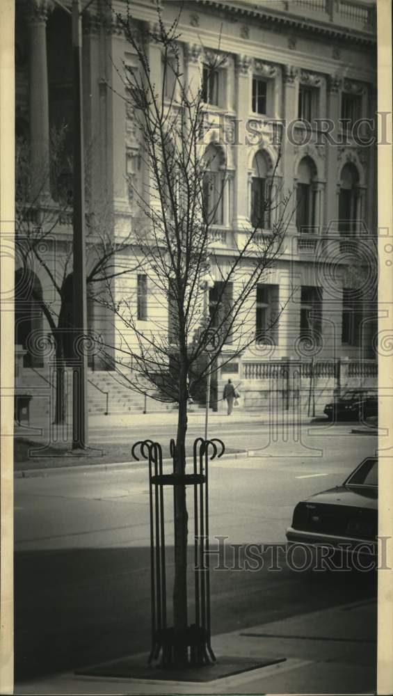 1986 Press Photo New Elm tree on Wisconsin Avenue, Milwaukee - mjc30080 - Historic Images