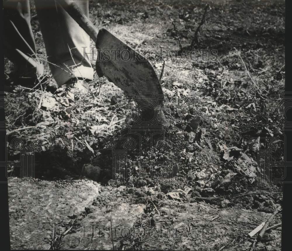 Press Photo Planter mounds dirt around a rose plant with a shovel - mjc30082 - Historic Images