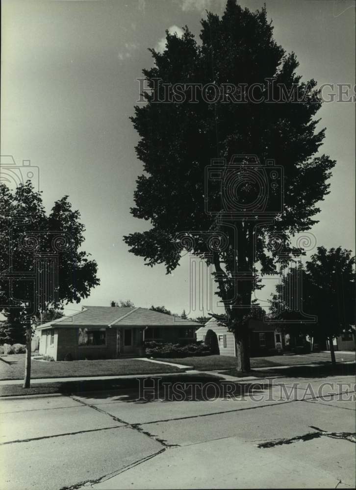 1982 Press Photo An elm tree at Anthony Seminaro&#39;s home - mjc30638 - Historic Images