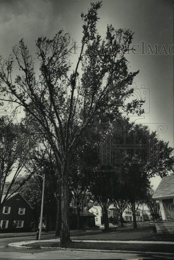 1977 Press Photo Tree with dutch elm disease at an intersection, Milwaukee - Historic Images