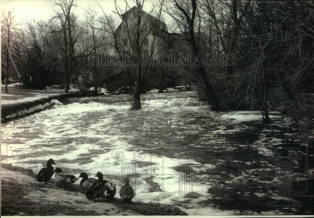 1993 Press Photo A flock of ducks sits alongside Cedar Creek - mjc30993 - Historic Images