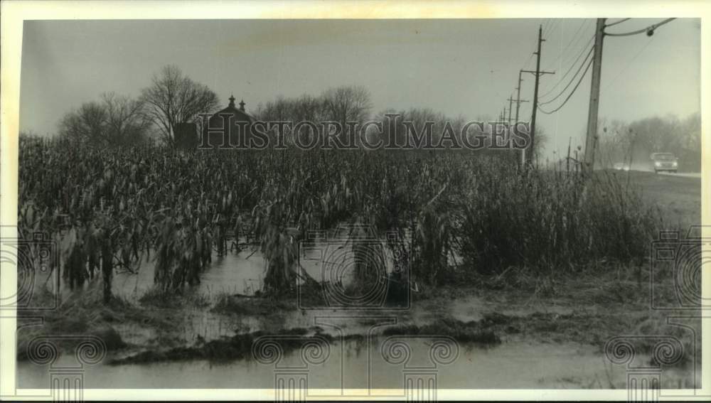 1993 Press Photo A wet cornfield on Port Washington Road in Mequon - mjc31191 - Historic Images