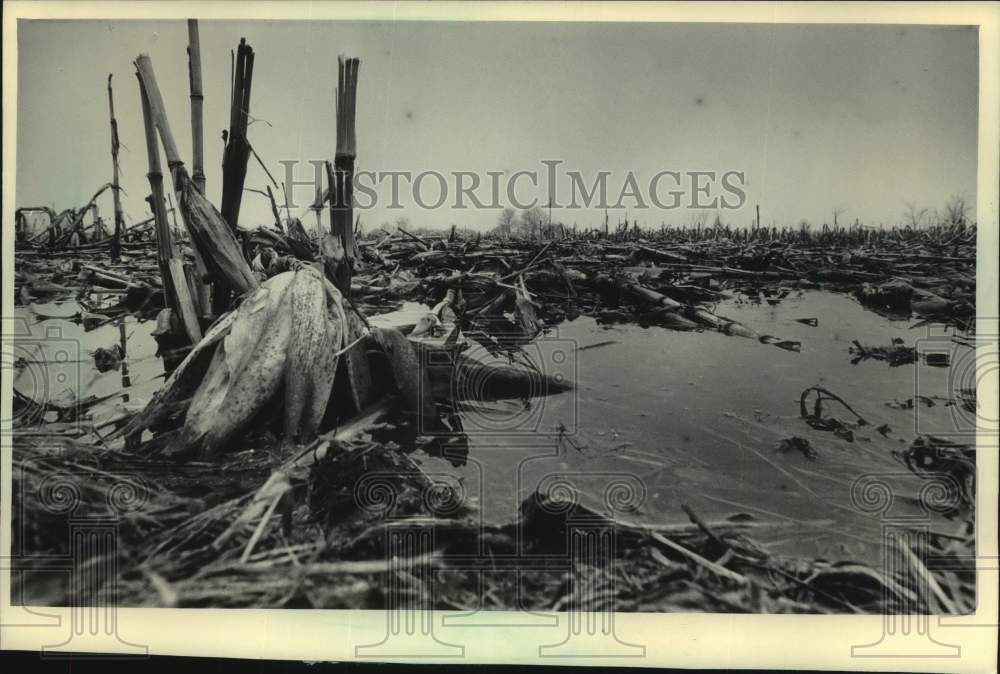 1986 Press Photo Corn stalks in puddles of water in a field - mjc31193 - Historic Images