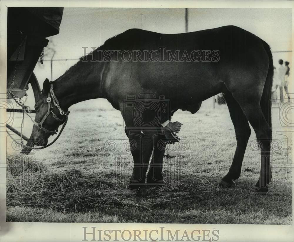 1976 Press Photo Man cleans horse&#39;s hoof at Bicentennial Wagon Train encampment - Historic Images