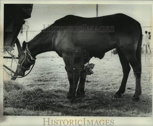 1976 Press Photo Man cleans horse's hoof at Bicentennial Wagon Train encampment - Historic Images