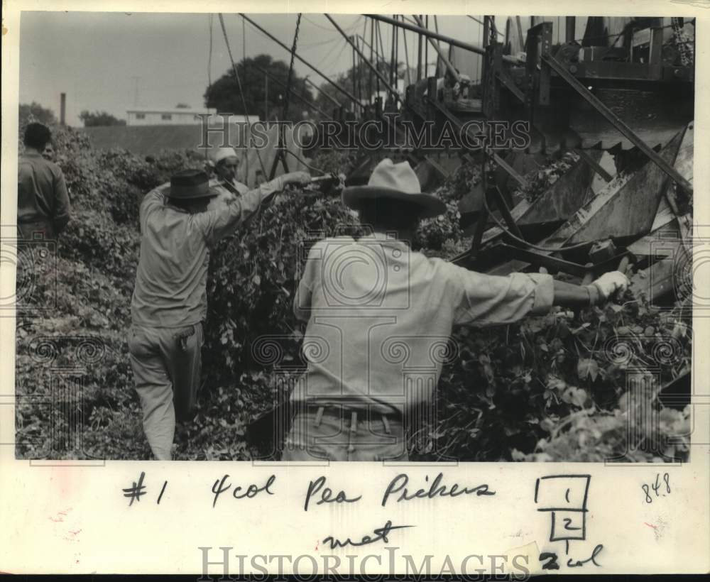 1963, Migrant Lorenzo Martinez and other fed vine into machine Mexico - Historic Images