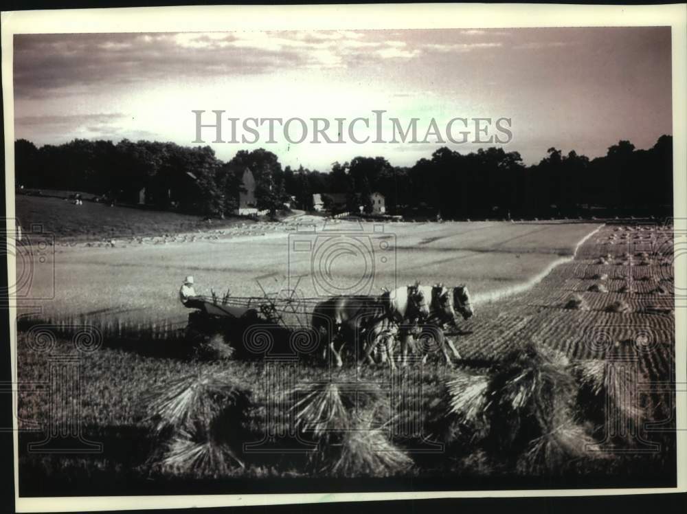 1993 Press Photo Amish farmer plowing a field using horses - mjc32991 - Historic Images