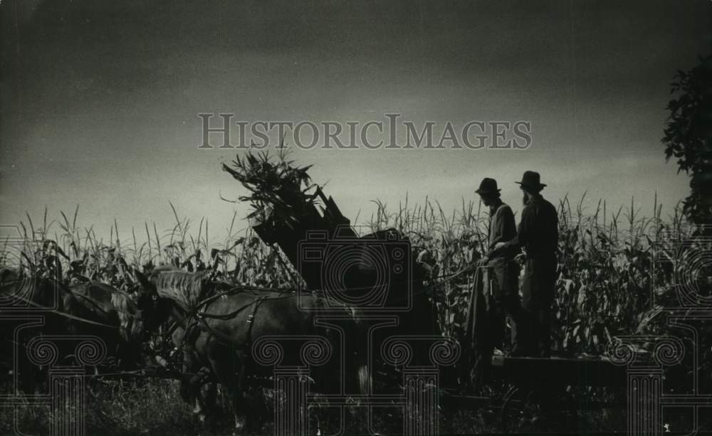 1983 Press Photo Amish farmers harvesting corn near Dalton - mjc33000 - Historic Images