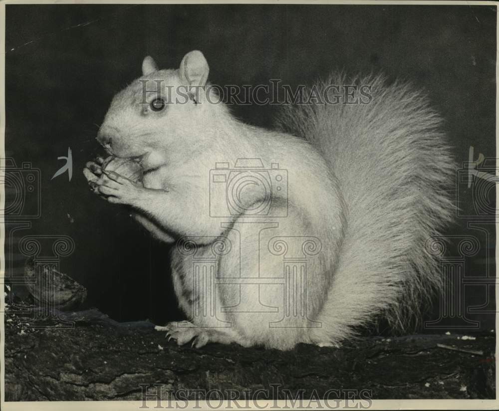 1955, Albino squirrel from Audubon screen tour - mjc33552 - Historic Images