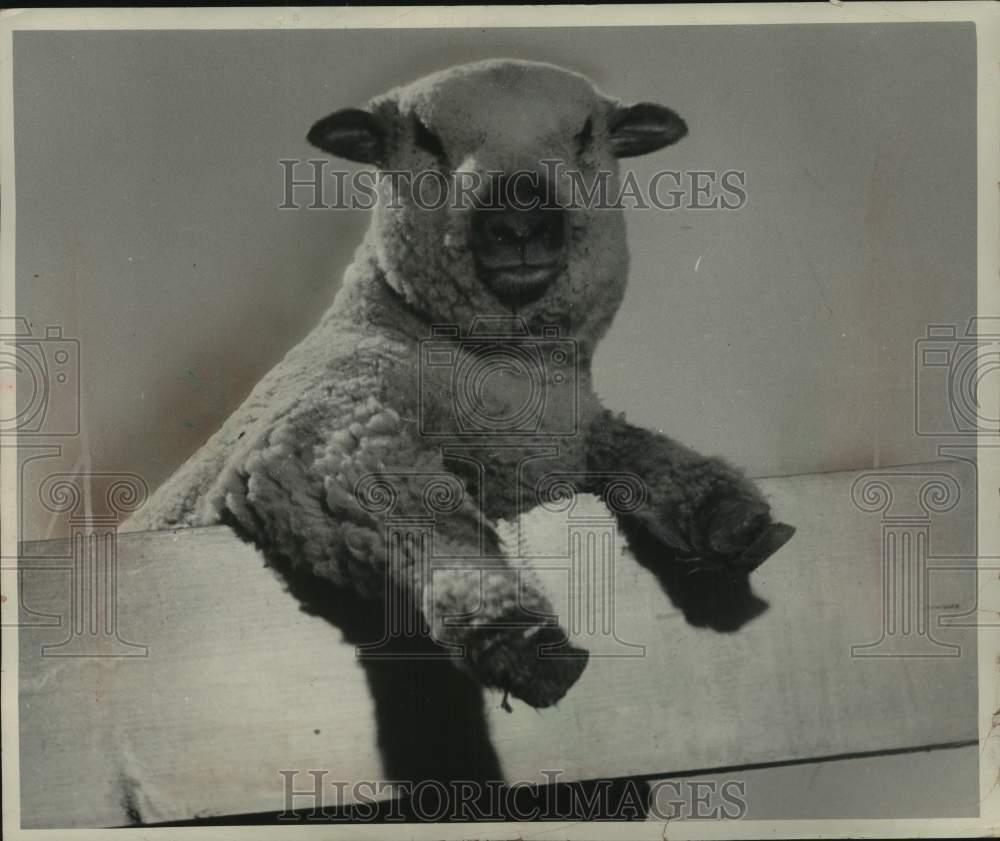 1953, Sheep on Robert H. Miller farm in the town of Oak Creek - Historic Images