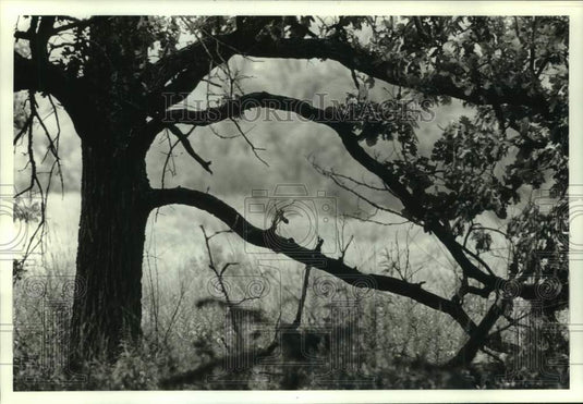 1994 Press Photo Old white oak on the edge of the Curtis Prairie - mjc33615 - Historic Images