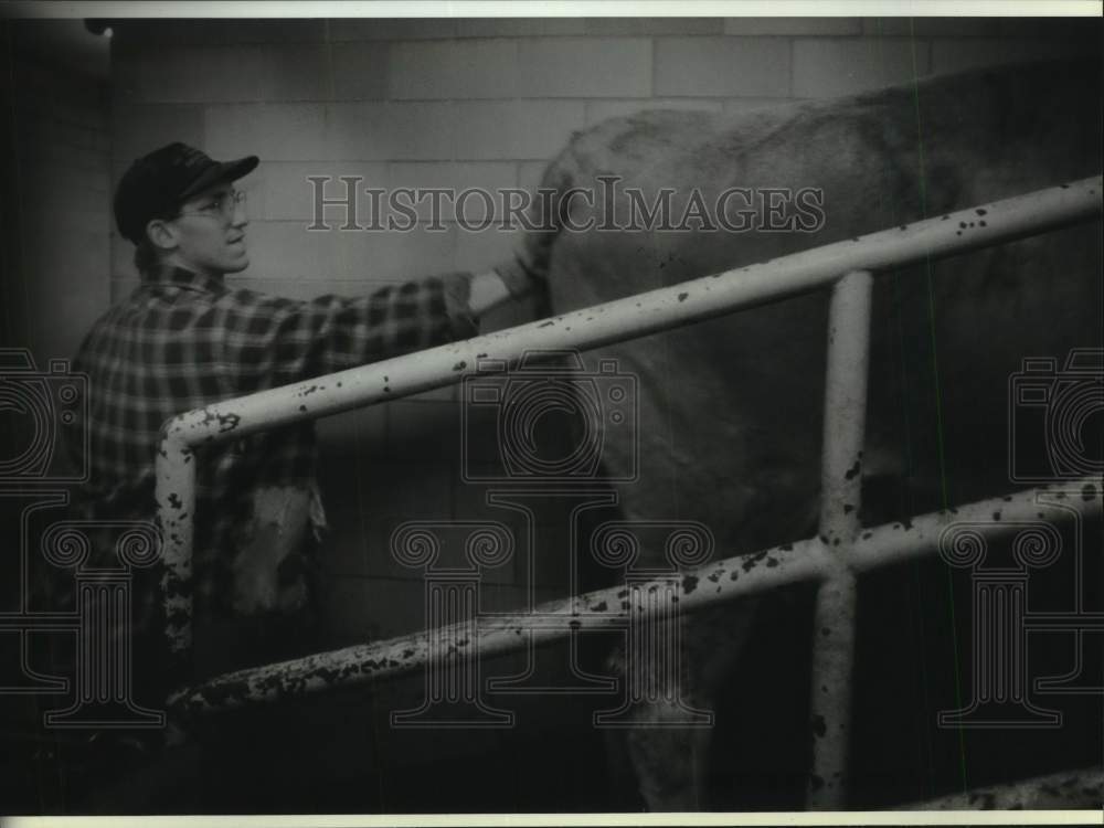 1993 Press Photo Man pushes cow into milking parlor University of Wisconsin - Historic Images