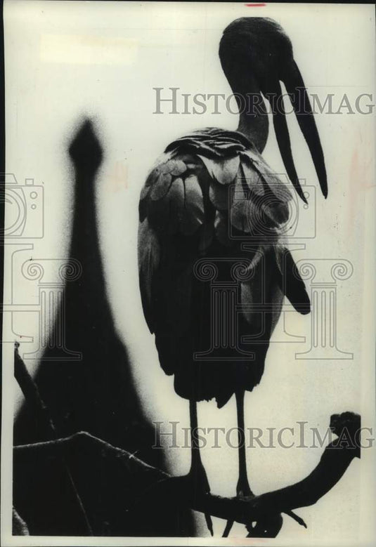 1977 Press Photo Open Bill Stork at Wat Pailom temple compound, Thailand - Historic Images