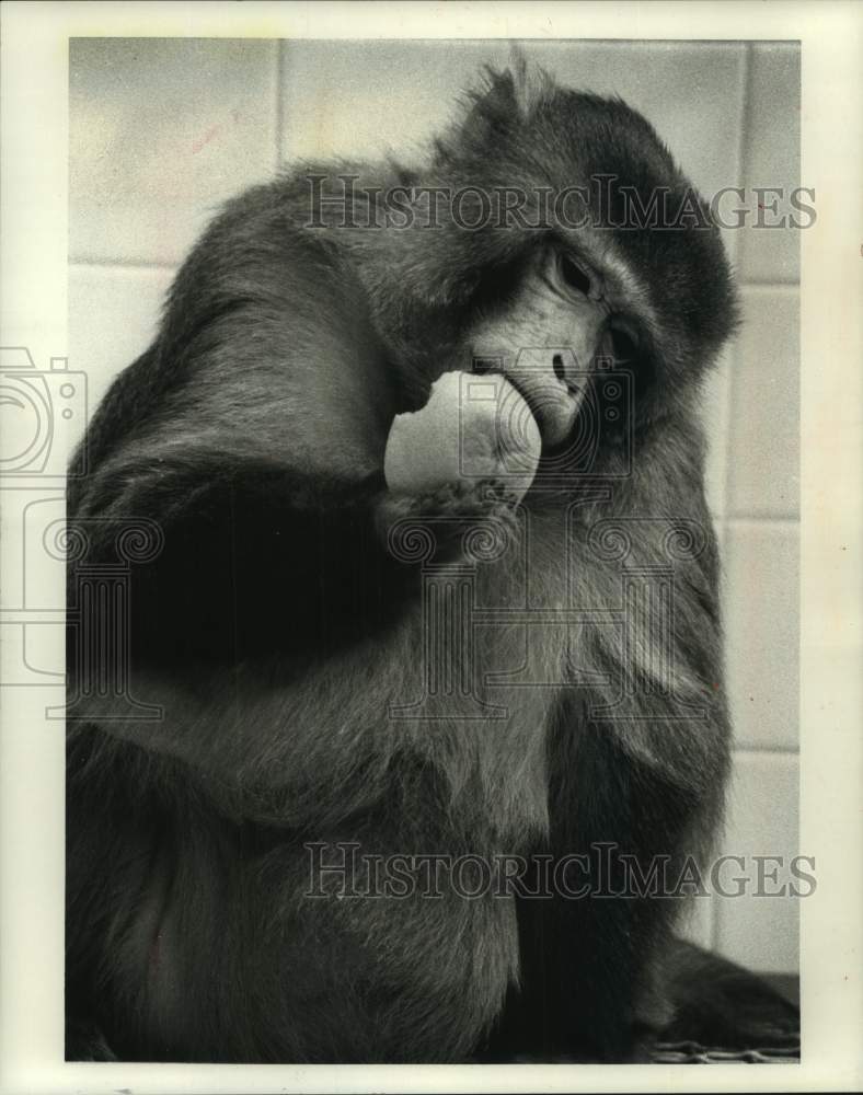 1988 Press Photo University of Wisconsin-Madison&#39;s research Rhesus monkey, Bully - Historic Images