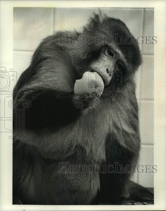 1988 Press Photo University of Wisconsin-Madison's research Rhesus monkey, Bully - Historic Images