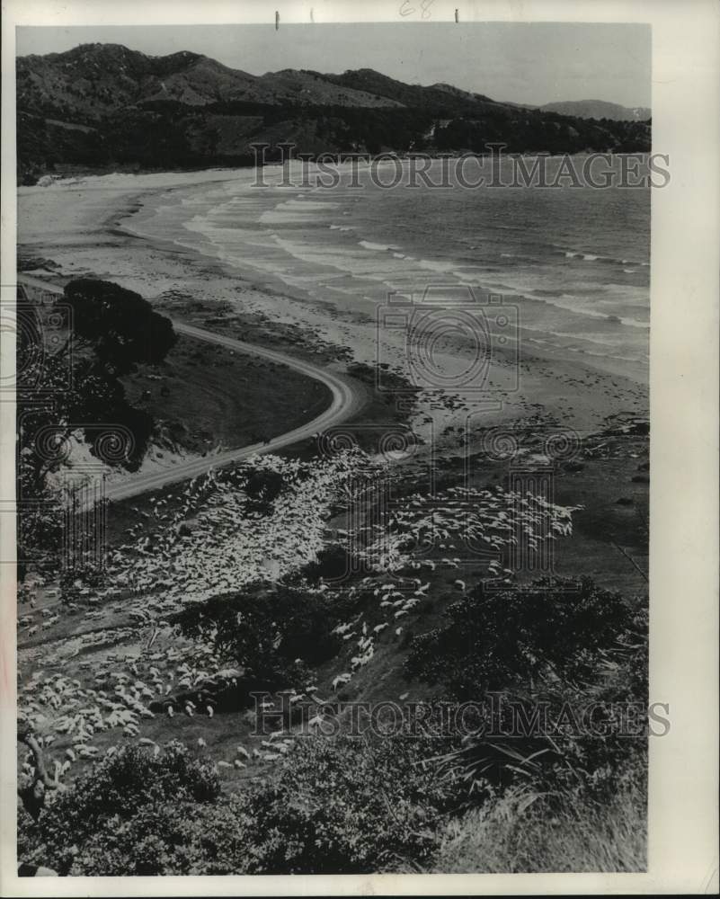 1952, View from hills above Oruaiti beach looking down on sheep. - Historic Images
