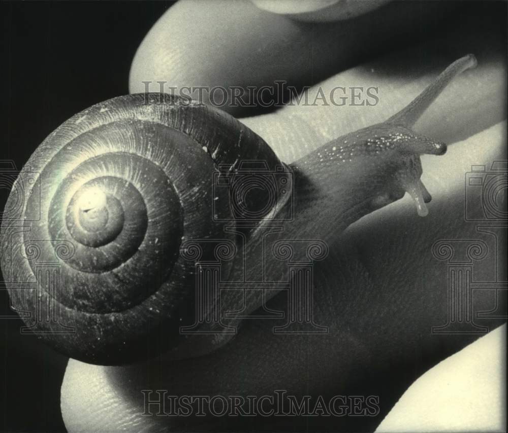 1984 Press Photo Dyakia Striata snail at University of Wisconsin-Milwaukee lab - Historic Images
