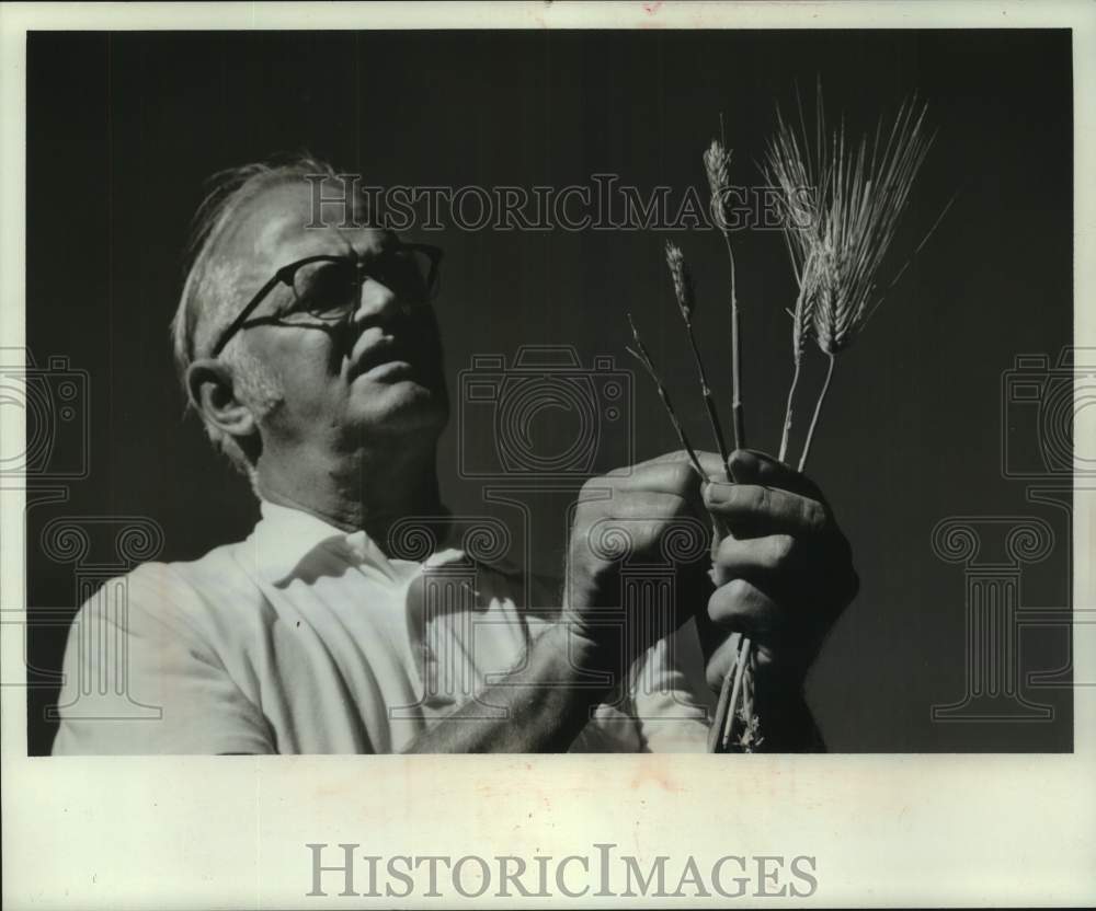 1971, US Department of Agriculture official compares grain types - Historic Images