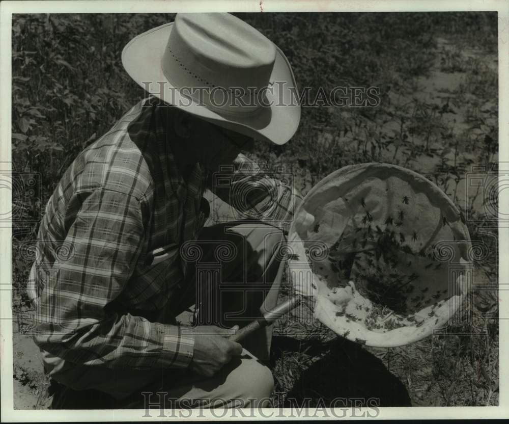 1972, Survey entomologist examines a catch of grasshoppers - Historic Images