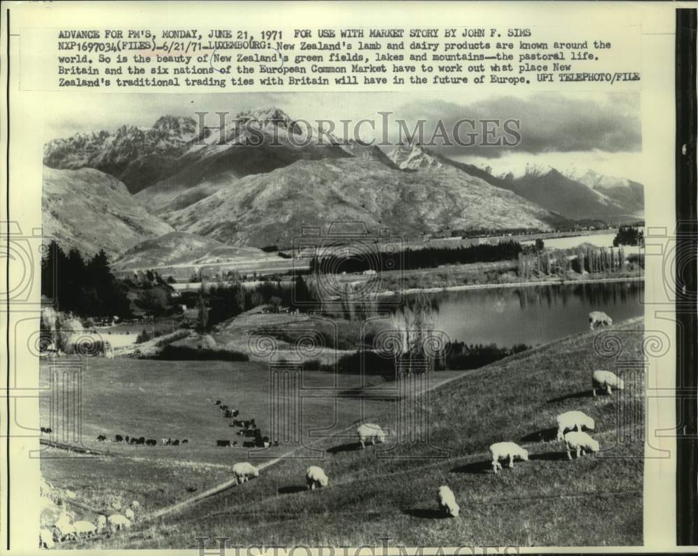 1971 Press Photo Lamb and dairy farming in New Zealand - mjc35548 - Historic Images
