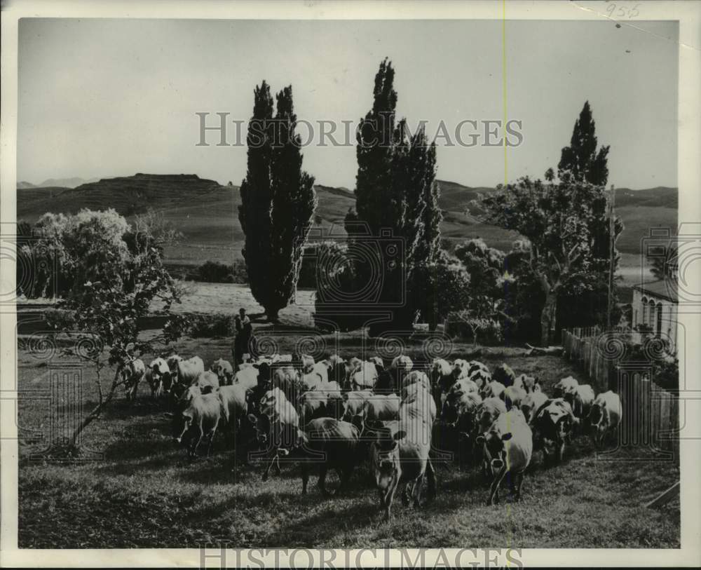 1951, Dairy Scene in New Zealand. - mjc35592 - Historic Images