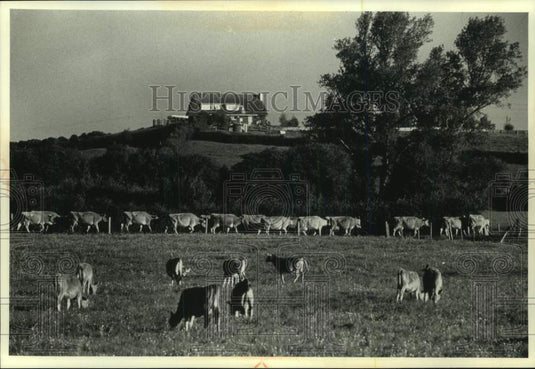 1990, New Zealand's winding roads lead to green and peaceful scenes. - Historic Images