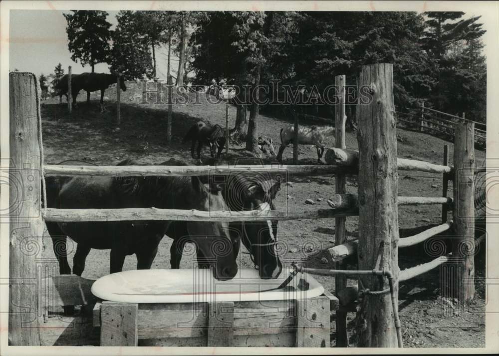 1960 Press Photo Horses rest in corral after tour trip around Mackinac Island.-Historic Images