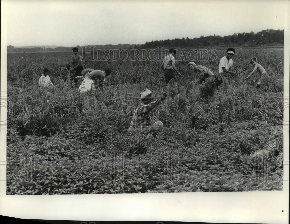 1965, Migrant worker Tony Hernandez and others pick mint crop - Historic Images