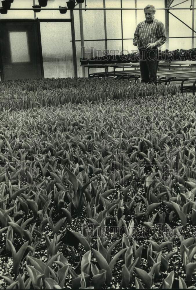 1991 Press Photo Jerry Karthauser &amp; his tulips; Home, Landscape &amp; Community Show - Historic Images