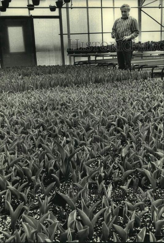 1991 Press Photo Jerry Karthauser & his tulips; Home, Landscape & Community Show - Historic Images