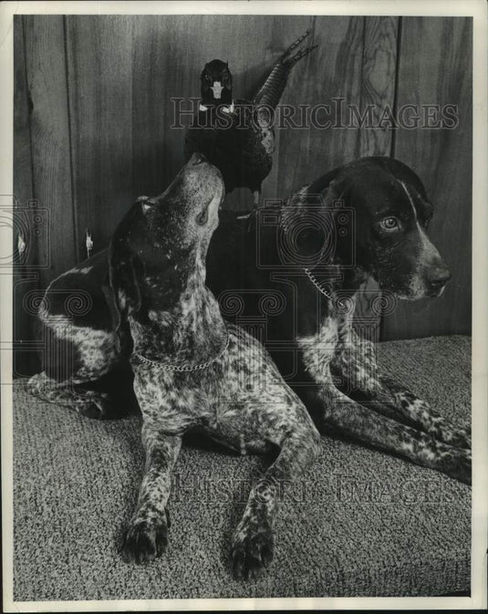 1964, Pheasant on Dog's Back at Milwaukee Sentinel Sports & Boat Show - Historic Images
