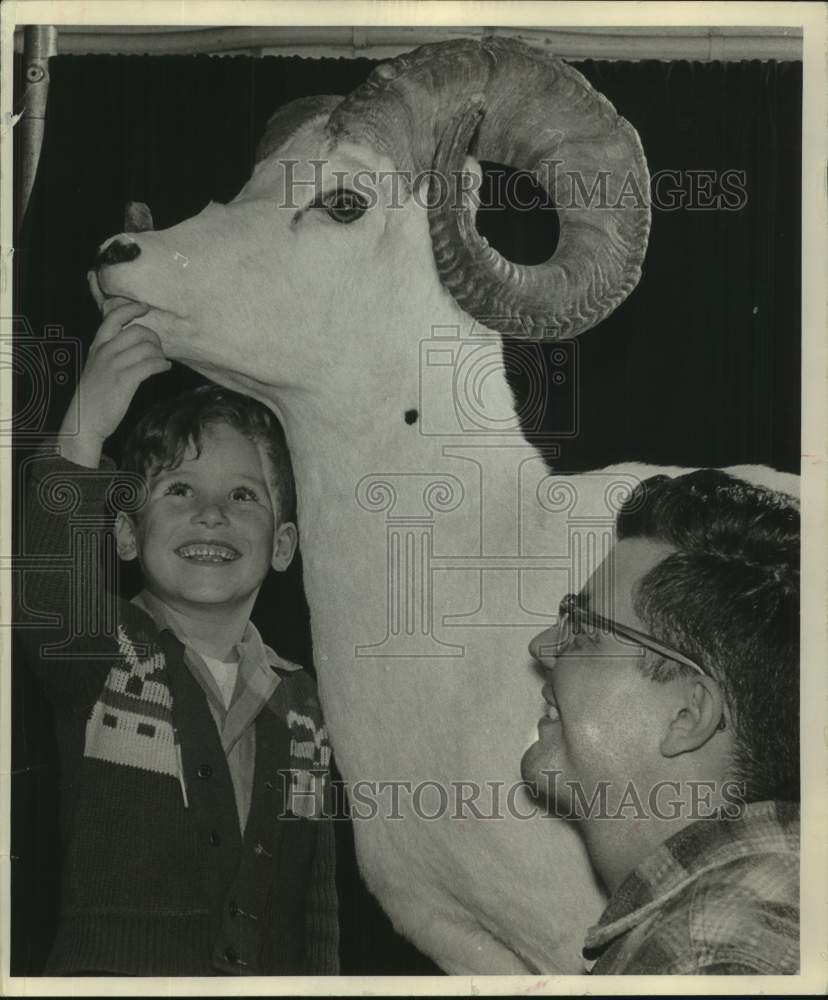 1964, Richard Couchette Checks Teeth of Dall Sheep at Sports Show - Historic Images