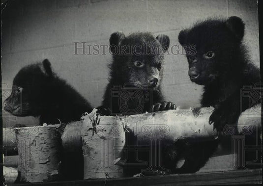 1965 Press Photo Bear cubs in "Name the Bears" contest at Sentinel Sports Show - Historic Images