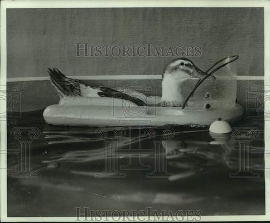 1966, One of the ducks performing at The Milwaukee Sports Show - Historic Images