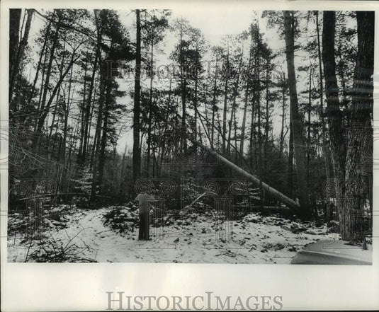 1964, A tree to be used for The Milwaukee Sentinel Sports & Boat Show - Historic Images