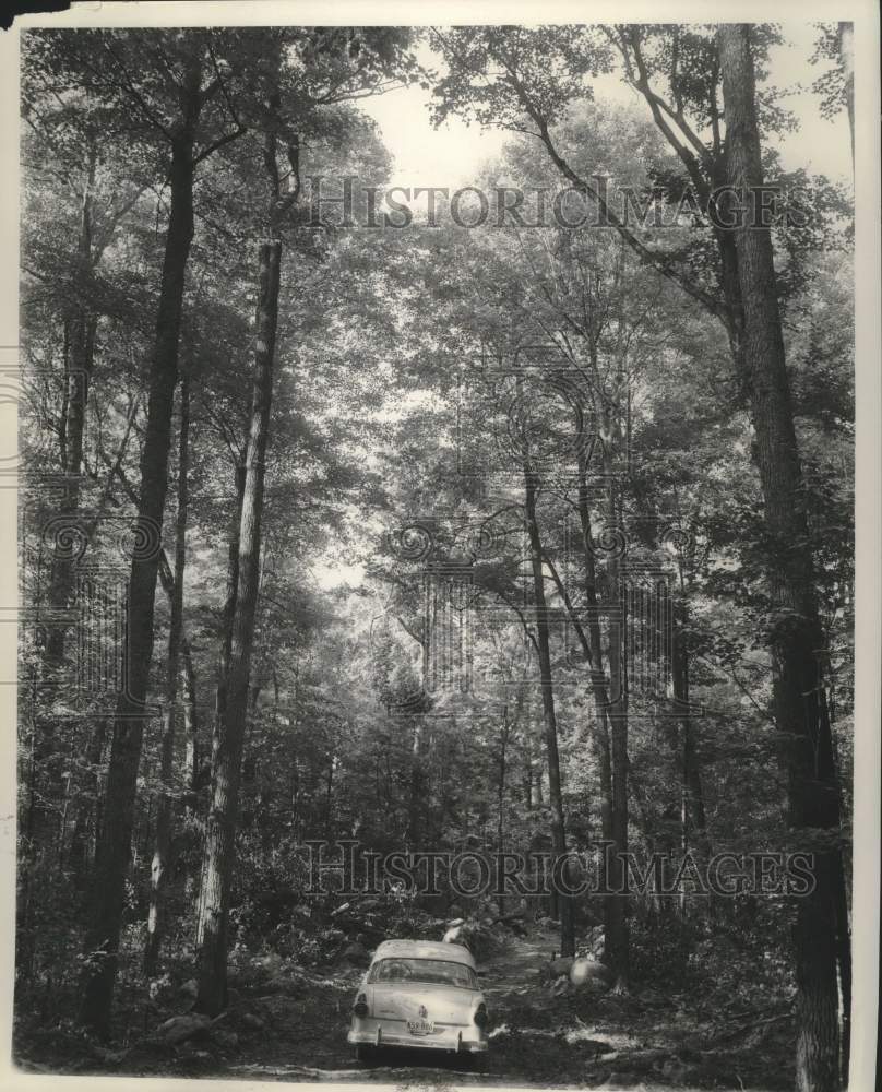 1955, White &amp; Norway pine trees at Menomonee Indians reservation - Historic Images