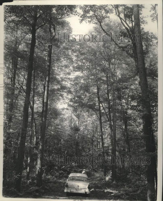 1955, White & Norway pine trees at Menomonee Indians reservation - Historic Images